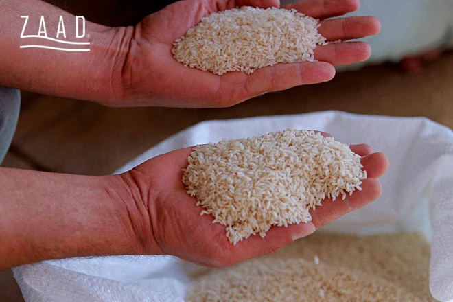 برنج کلات و برنج شمال