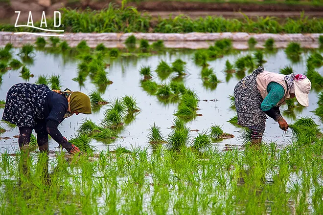 مناطق کشت برنج کلات و برنج شمال